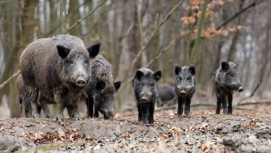 
          La maladie d’Aujeszky s’invite dans des élevages de sangliers