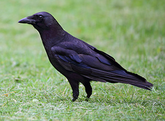 
          Stimuler la culture des maïs face aux attaques d’oiseaux