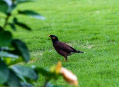 
          Quels sont les signes de dégâts causés par les oiseaux sur le maïs ?