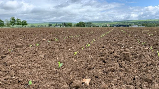 
          Campagne cultures fourragères 2019/2020: Les cultures de printemps à l'honneur