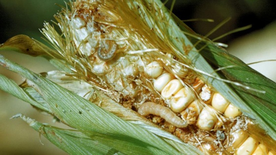
          La pyrale, principal ravageur du maïs, est présente dans les cultures