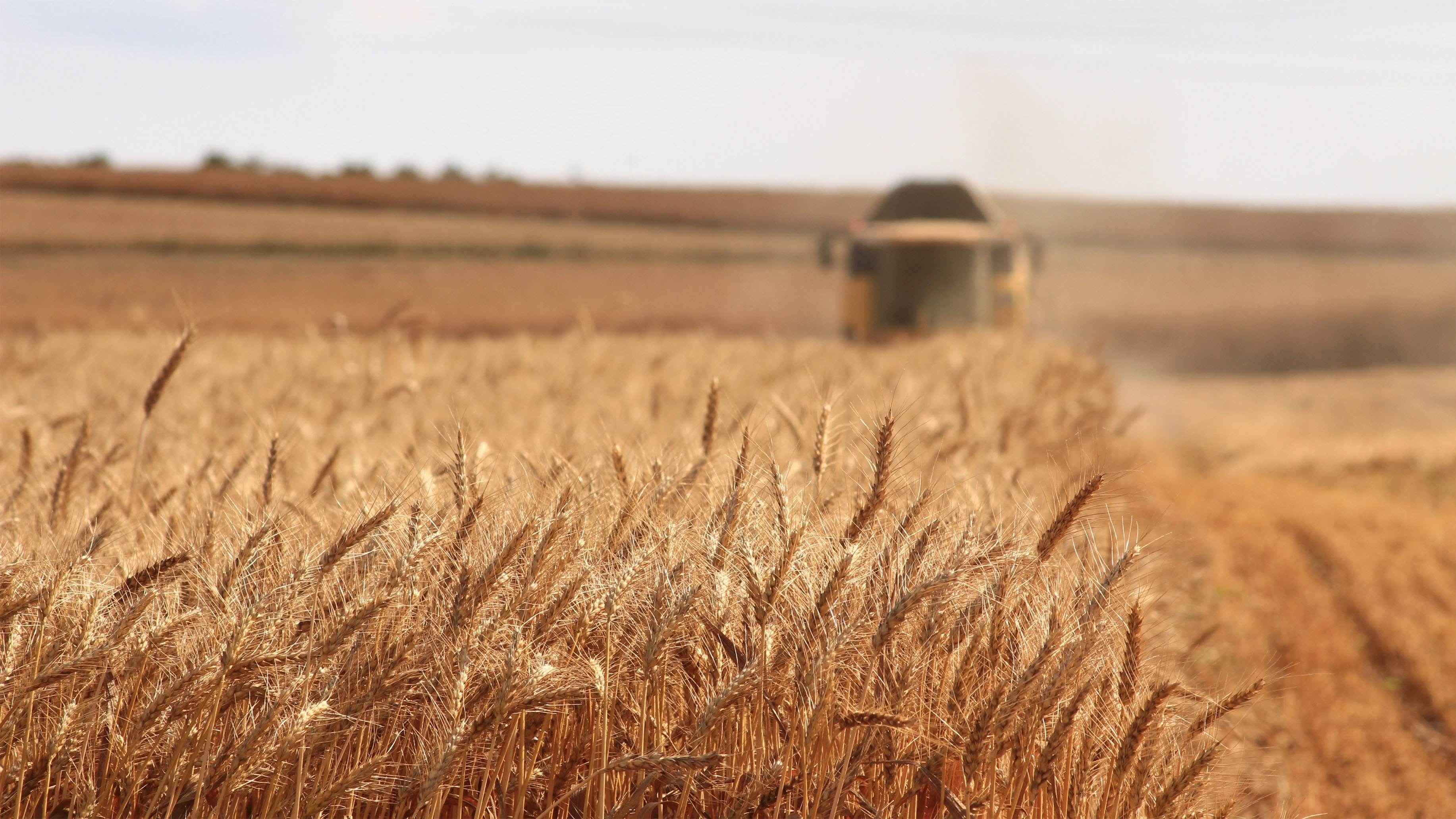 
          Campagne cultures fourragères 2019/2020: Maïs, tournesol et soja en progression, betterave en baisse