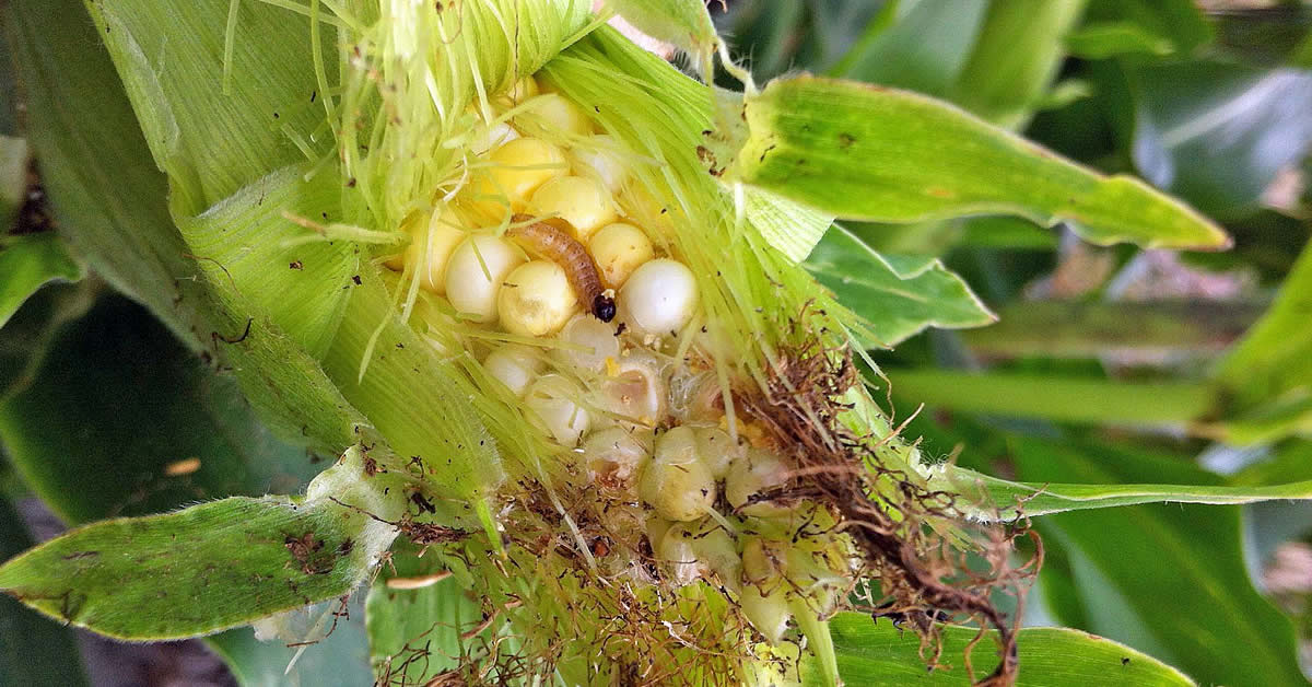 
          La pyrale, principal ravageur du maïs: Lutte biologique et chimique