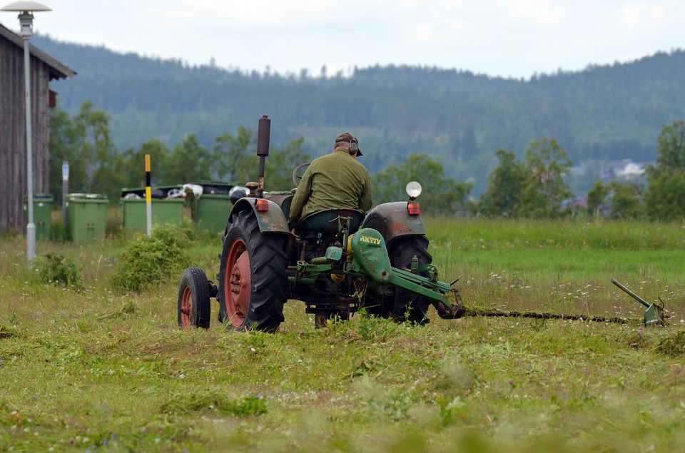 
          Elevage: À quel moment faucher l'herbe qui servira de foin?