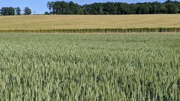 
          La moisson devrait être en avance cette année