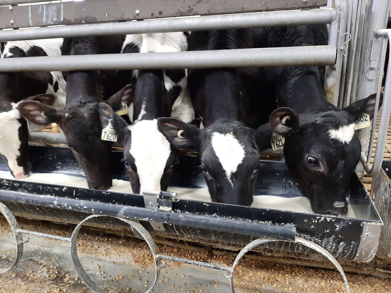 
          Le cri du cœur des producteurs de veaux