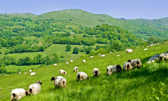 
          Le fromage de brebis des Pyrénées, victime indirecte du coronavirus 