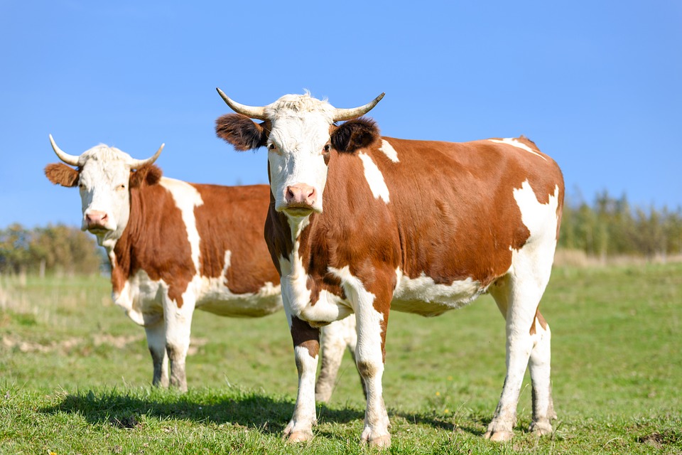 
          L'explosion de la production de lait bio va-t-elle faire évoluer le modèle ?