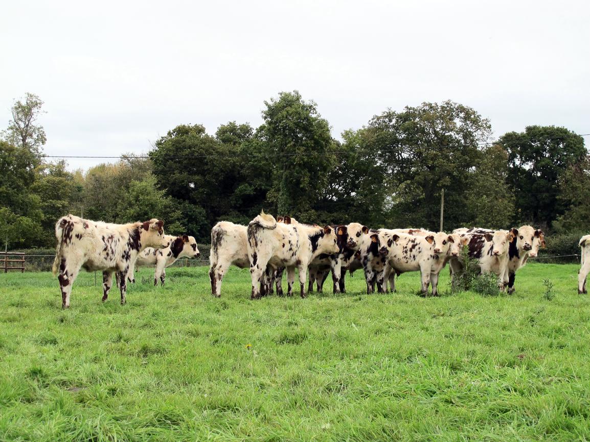 
          Comment favoriser l'acquisition d'immunité des jeunes bovins?