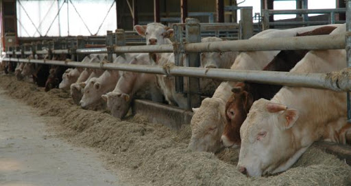 
          Les cinq principaux impacts du confinement sur la filière viande bovine