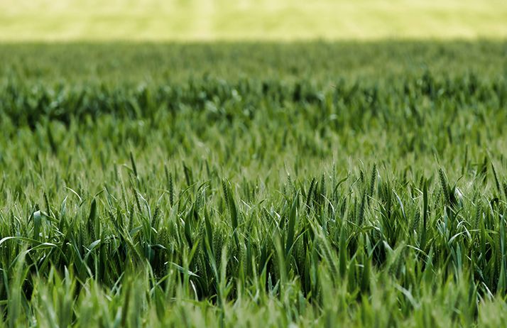
          Nouveau mode d’action herbicide à venir, contre vulpins et ray-grass résistants