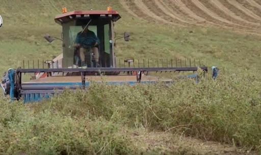 
          Une ensilage doit être récoltée à 35 % de Matière Sèche (MS)