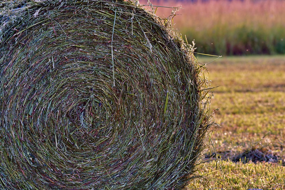 
          Ensilage: Une fibre non triable de moins de 4 CM