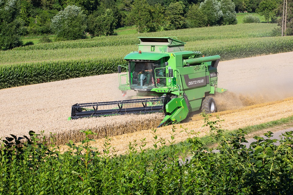 
          Préparation de la moisson: Ne battez pas le colza trop tôt