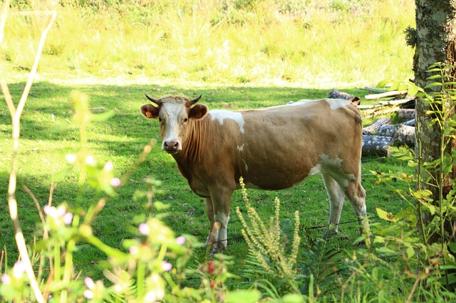 
          Bovins et coup de chaleur : Ce qu’il faut savoir 
