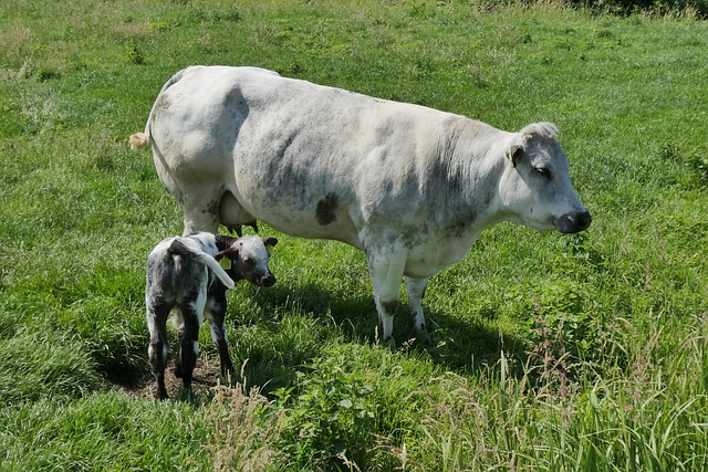 
          Lait sans OGM, une norme qui prend de l’ampleur