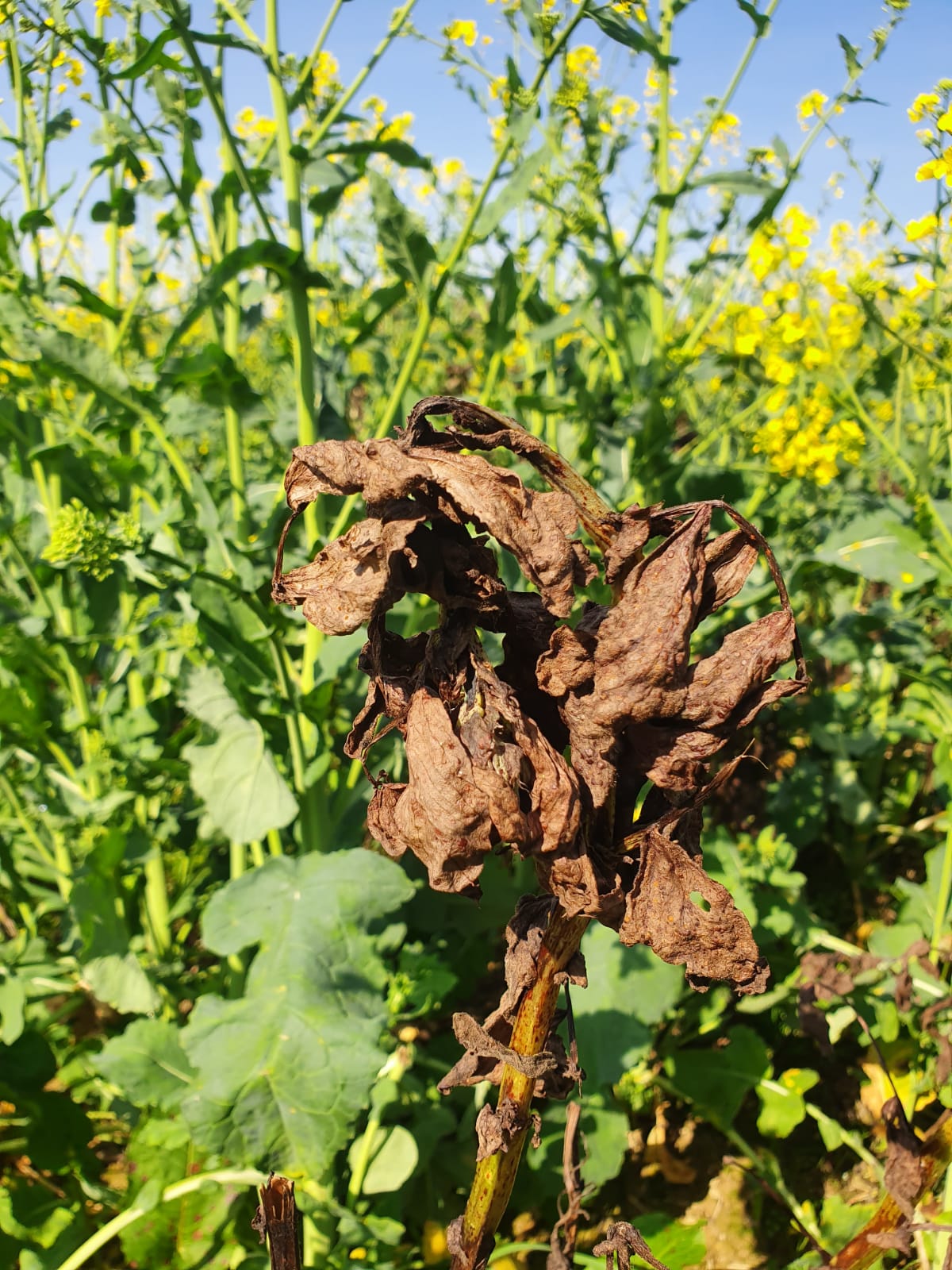 
          COLZA ASSOCIÉ À DES LÉGUMINEUSES, LEVIER D’UNE AGRICULTURE DE CONSERVATION