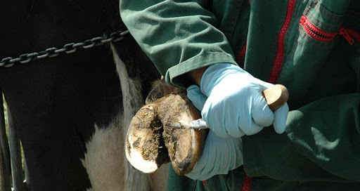 
          BOITERIES DES BOVINS, LA TROISIÈME MALADIE EN ÉLEVAGE BOVIN LAITIER