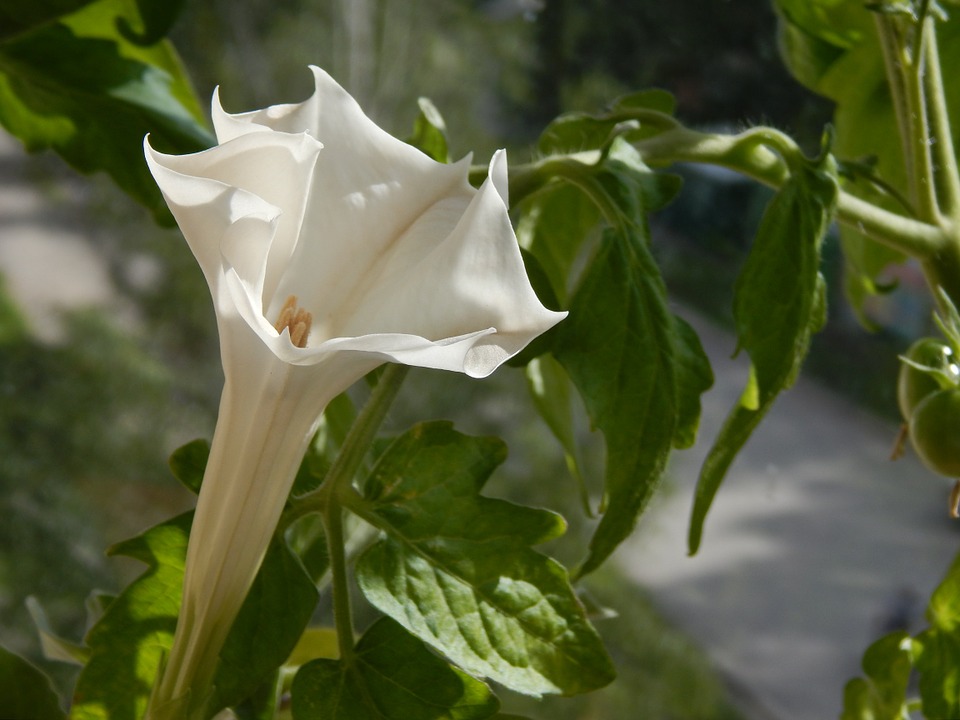 
          LE DATURA, UNE ADVENTICE À GÉRER EN PRIORITÉ SUR MAÏS