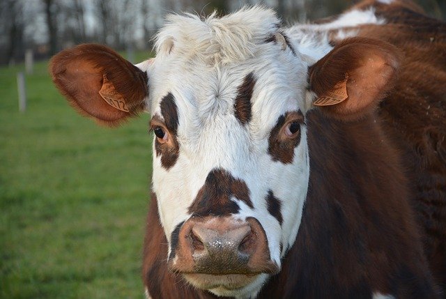 
          LA NORMANDE, UNE RACE BOVINE PERFORMANTE SUR TOUS LES PLANS