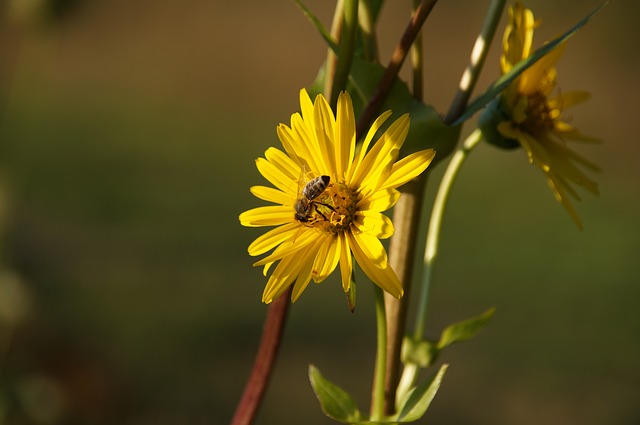 
          LA SILPHIE, UNE PLANTE RÉSISTANTE À LA SÉCHERESSE POUR L’ALIMENTATION DES BOVINS