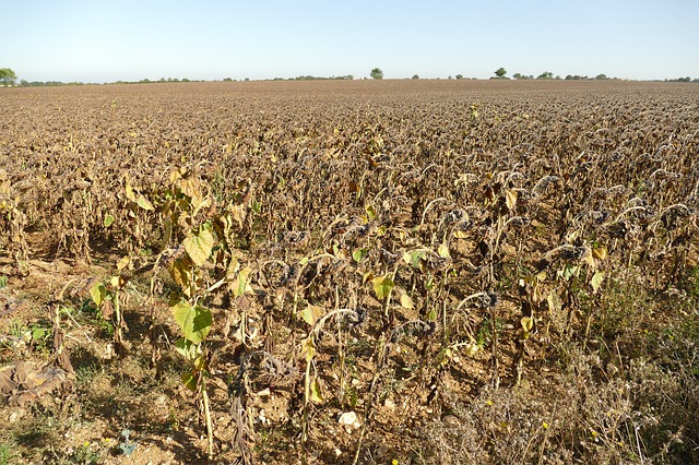 
          TOURNESOL : RÉCOLTER À MATURITÉ ET SANS DÉLAI