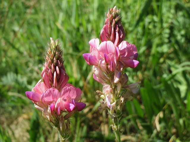 
          LA LÉGUMINEUSE SAINFOIN, UNE PLANTE POUVANT SERVIR COMME COUVERT PERMANENT