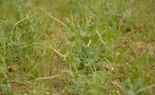 
          LES STRATÉGIES DE RÉUSSITE DU DÉSHERBAGE DE POIS D’HIVER