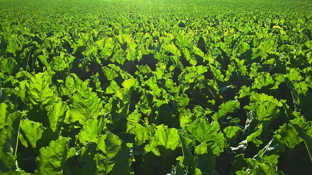 
          JAUNISSE DE LA BETTERAVE, UNE MALADIE VIRALE TRANSMISE PAR LES PUCERONS