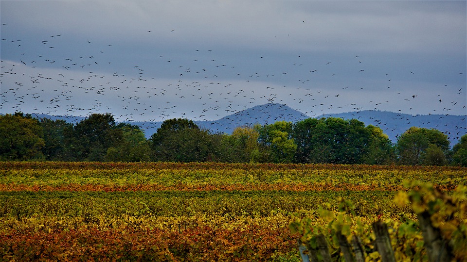 
          LA BIODIVERSITÉ AU SERVICE DE L’ALIMENTATION ET DE L’AGRICULTURE