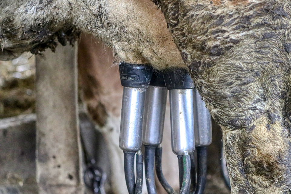 
          L’ALIMENTATION DES VACHES LAITIÈRES EN TROIS PÉRIODES