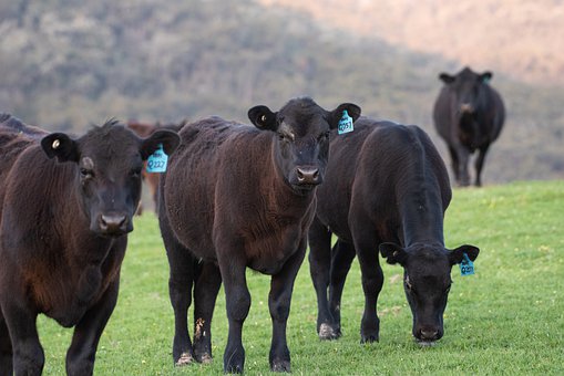 
          VACHE ANGUS, LA RACE BOVINE À VIANDE  LA PLUS RECOMMANDÉE