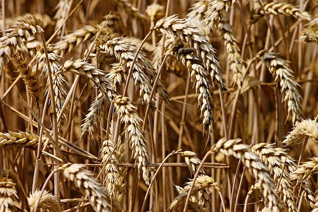 
          LES CLÉS DE RÉUSSITE DU DÉSHERBAGE DES CÉRÉALES EN SORTIE D’HIVER