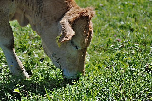 
          PÂTURAGE : QUELQUES CONSEILS POUR RÉUSSIR SA MISE À L’HERBE 
