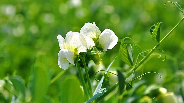 
          POIS DE PRINTEMPS : COMMENT ÉVITER LES CONTRE PERFORMANCES ?