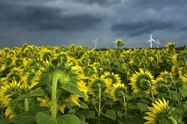 
          LE TOURNESOL, UNE CULTURE AVEC UNE FORTE CAPACITÉ D’ADAPTATION 