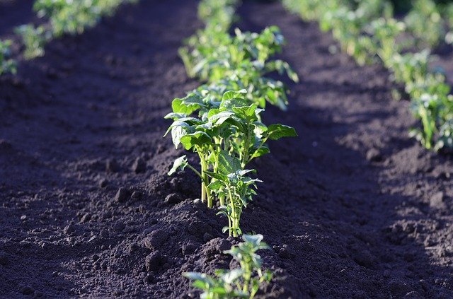 
          GESTION DU SOL : COMMENT SE FAIT LA SÉLECTION DES CHAMPS EN VU DU SEMIS DE LA POMME DE TERRE ?