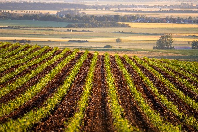 
          SEMIS DE MAÏS : COMMENT PRÉPARER LE SOL ?