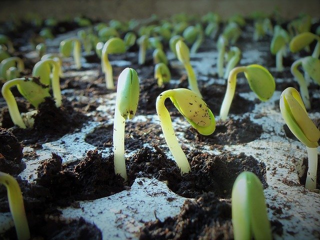 
          Les semis hâtifs de soya : quelques conseils pour s’y retrouver