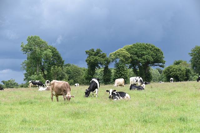 
          LE BICARBONATE DE SODIUM POUR LUTTER CONTRE LE STRESS HYDRIQUE CHEZ LES VACHES LAITIÈRES