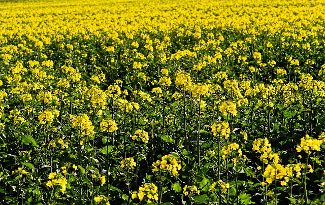 
          LES AUXILIAIRES, EFFICACES DANS LA GESTION DES PUCERONS VERTS DU TOURNESOL