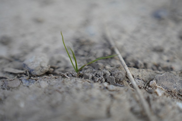 
          SÉCHERESSE ET AGRICULTURE : QUELS SONT LES EFFETS DE LA SÉCHERESSE SUR LA PRODUCTION AGRICOLE ?