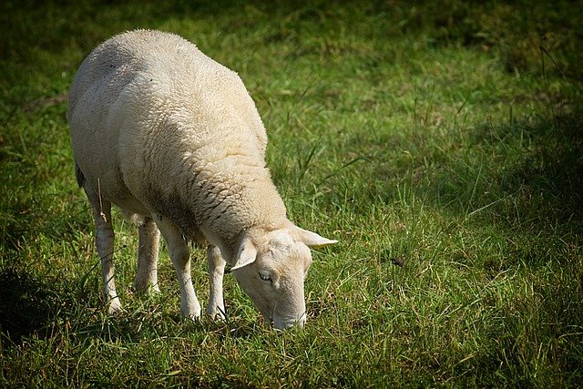 
          SENSIBILITÉ  DES SYSTÈMES FOURRAGERS ET DE L’ÉLEVAGE DES HERBIVORES FACE À LA SÉCHERESSE