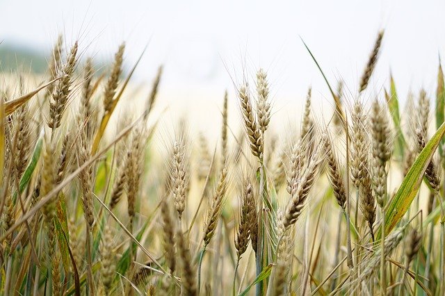 
          FUSARIOSE SUR BLÉ, FAVORISE PAR UN CLIMAT HUMIDE PENDANT LA FLORAISON