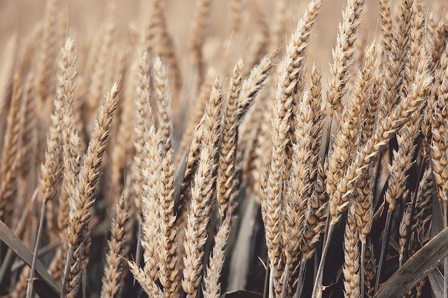 
          FUSARIOSE SUR BLÉ, FAVORISE PAR UN CLIMAT HUMIDE PENDANT LA FLORAISON