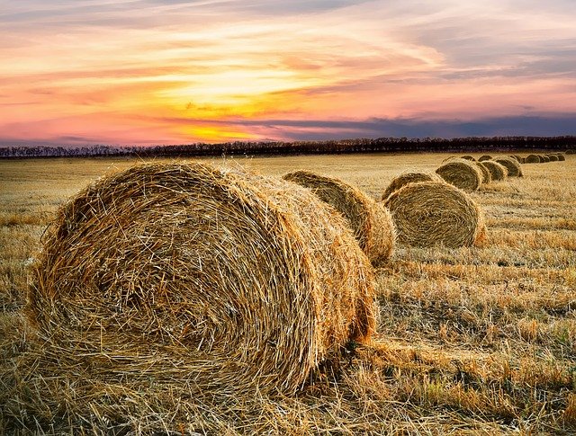 
          LES RISQUES DE L'ÉCHAUFFEMENT DU FOIN SUR LA VALEUR ALIMENTAIRE
