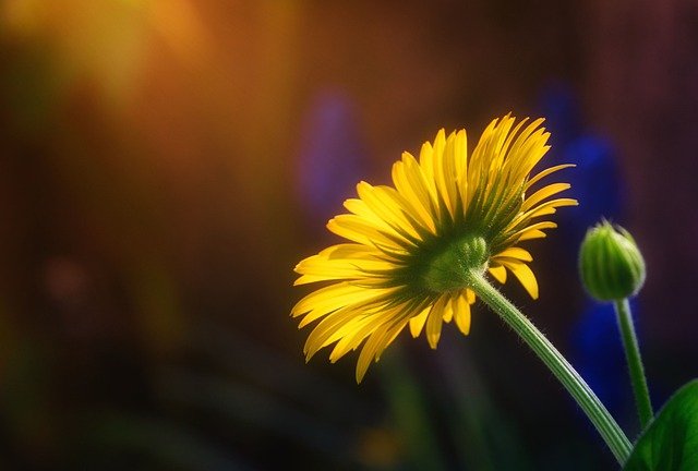 
          LE MILDIOU DU TOURNESOL : QUE FAUT-IL SAVOIR SUR L’UNE DES MALADIES LES PLUS GRAVES DE LA PLANTE À GRAINE ?