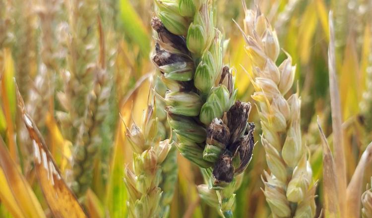 
          COMMENT IDENTIFIER LES PARCELLES À FORT RISQUE D’ERGOT SUR LE BLÉ ?