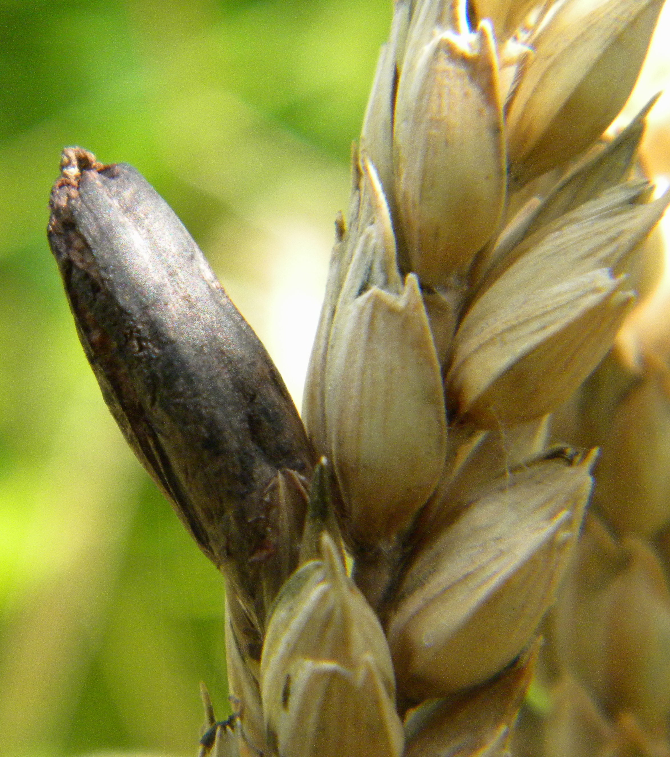 
          GESTION DU RISQUE D’ERGOT SUR LE BLÉ ET MOYENS DE PRÉVENTION