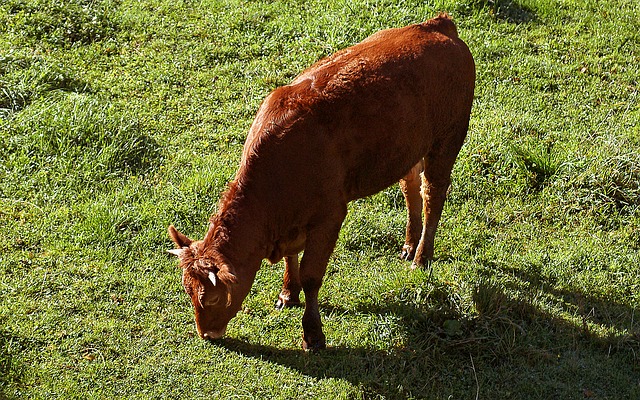 
          CONSEILS EN ÉLEVAGE : LA MISE À L'HERBE DES VEAUX DÈS LES PREMIÈRES SEMAINES